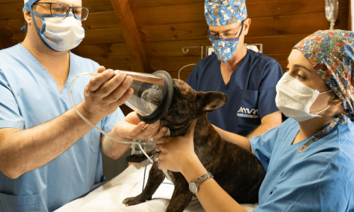 A group of vets sedating a dog