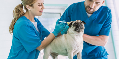 Veterinary assistants with a dog