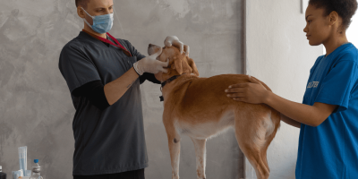 Veterinary Assistant helping a Vet with a dog