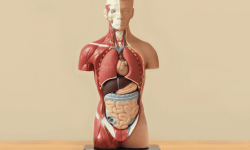Human anatomy figure sitting on a classroom desk